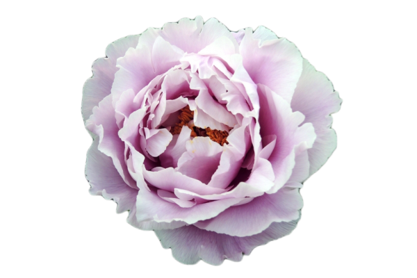 Пион обычный